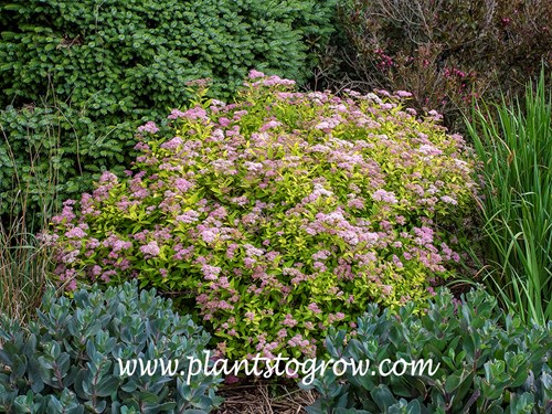Limemound Spirea (Spiraea japonica)
(June 22)